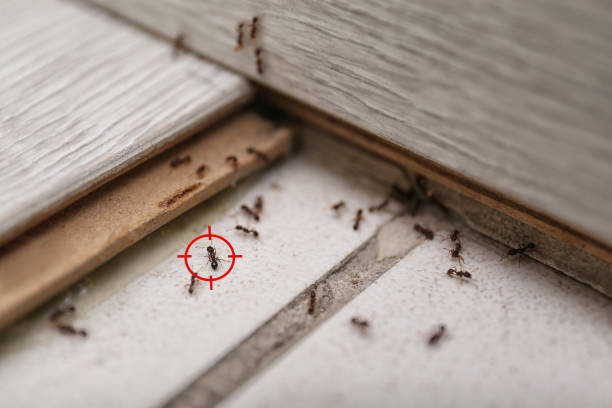 Best Termite Control Services  in Pleasant Grove, OH